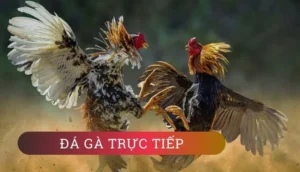 Chi Tiết Cách Chơi Đá Gà GA28 Tại M88 Dành Cho Người Mới Bắt Đầu