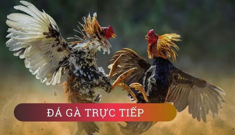 Chi Tiết Cách Chơi Đá Gà GA28 Tại M88 Dành Cho Người Mới Bắt Đầu