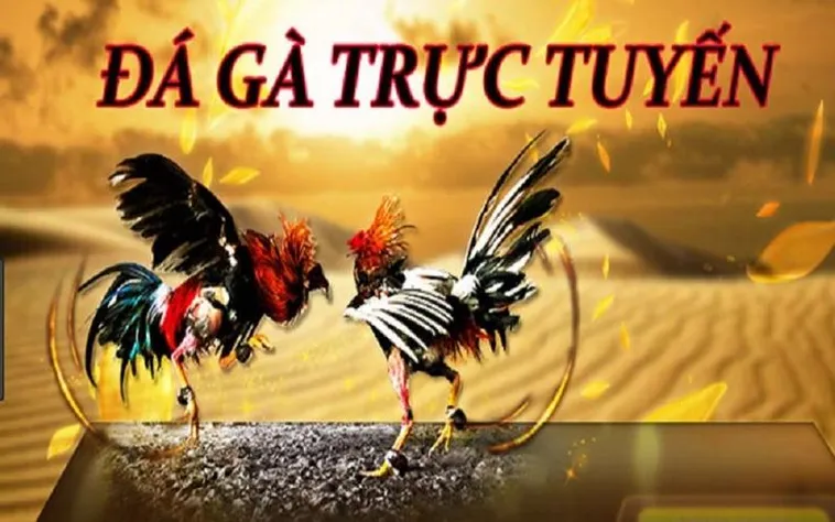 Khám Phá Đá Gà M88 Đỉnh Cao Cá Cược Trực Tuyến Hàng Đầu Châu Á